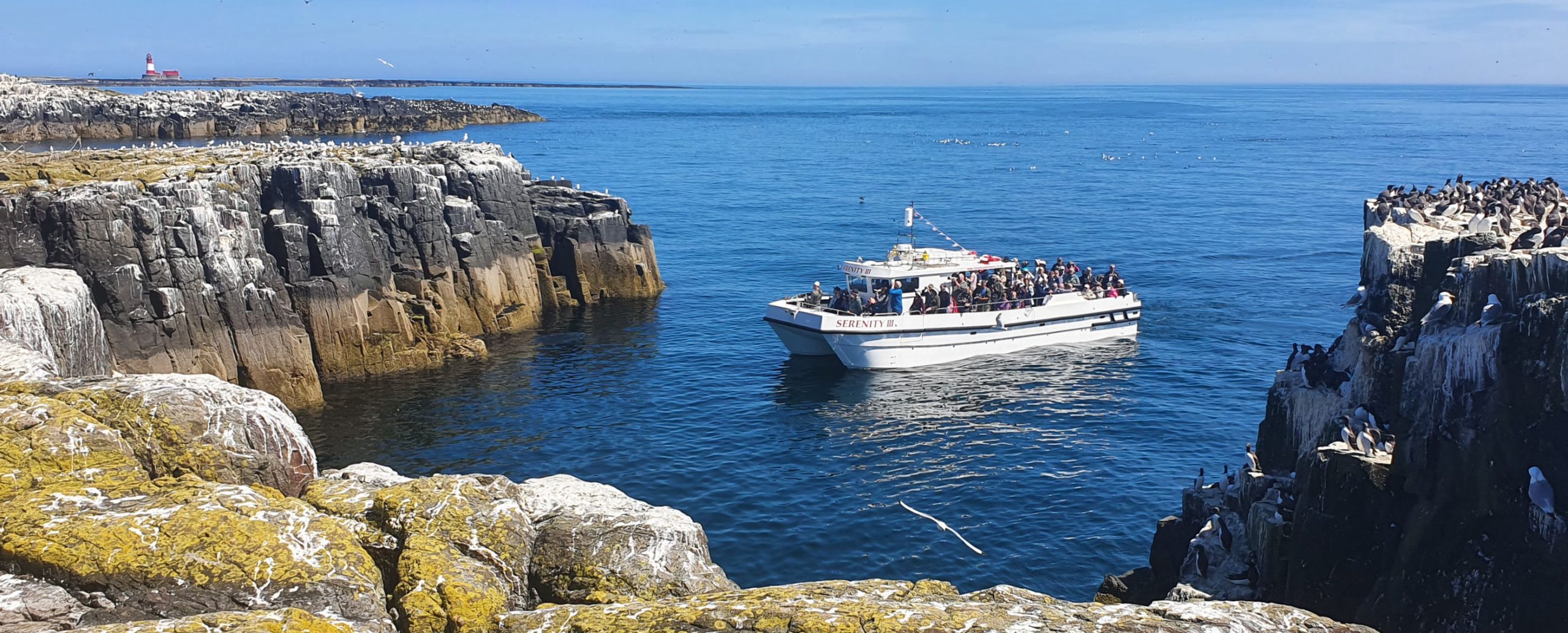 Serenity Farne Island Tours
