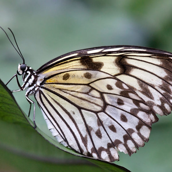 Pili Palas Nature World