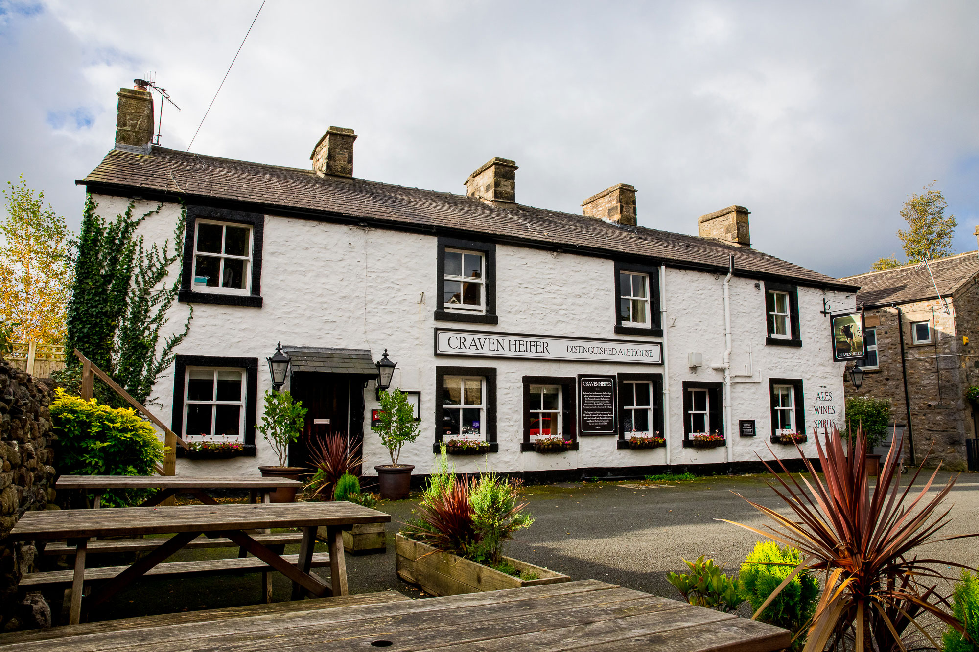 The Craven Heifer