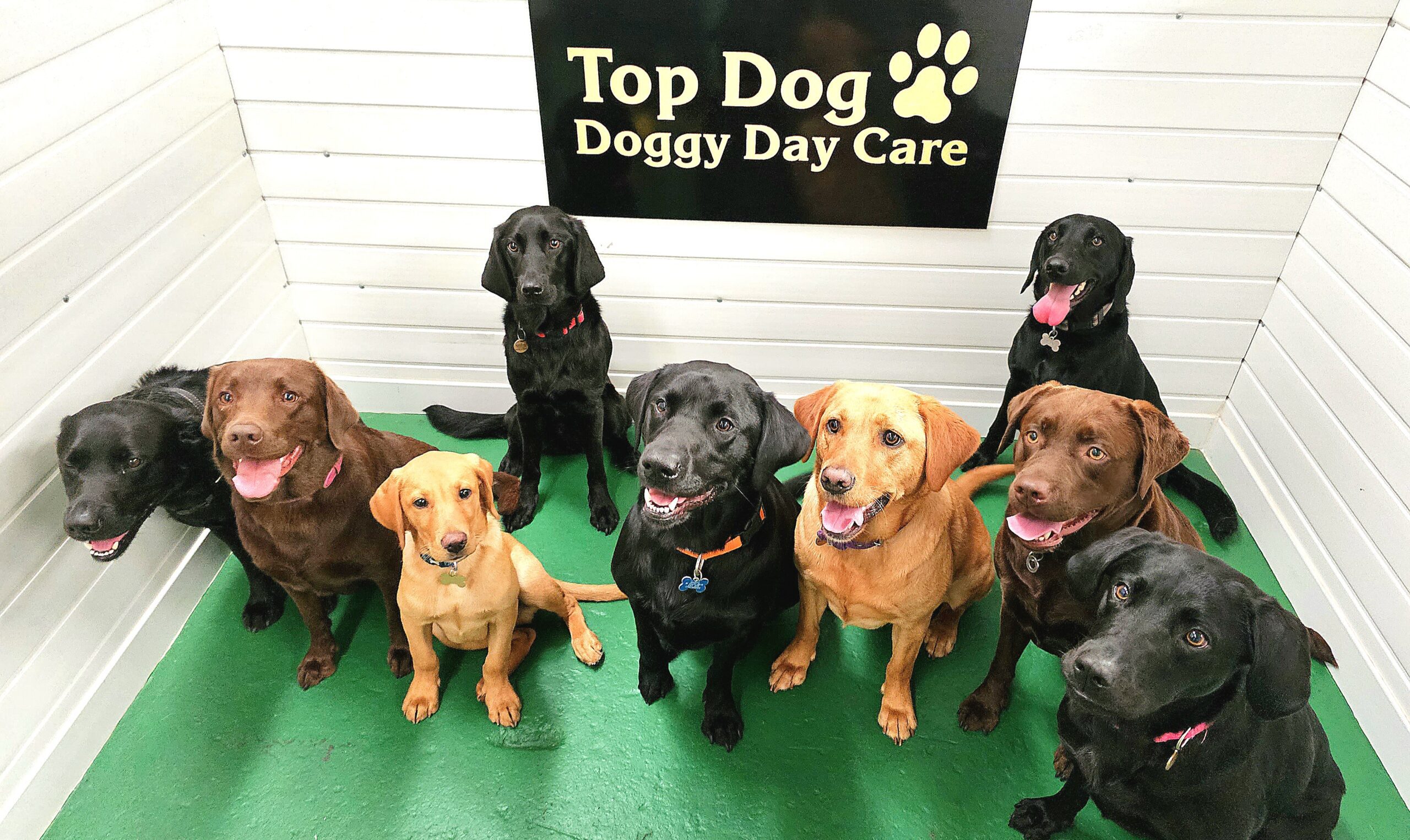 Top Dog Doggy Day Care