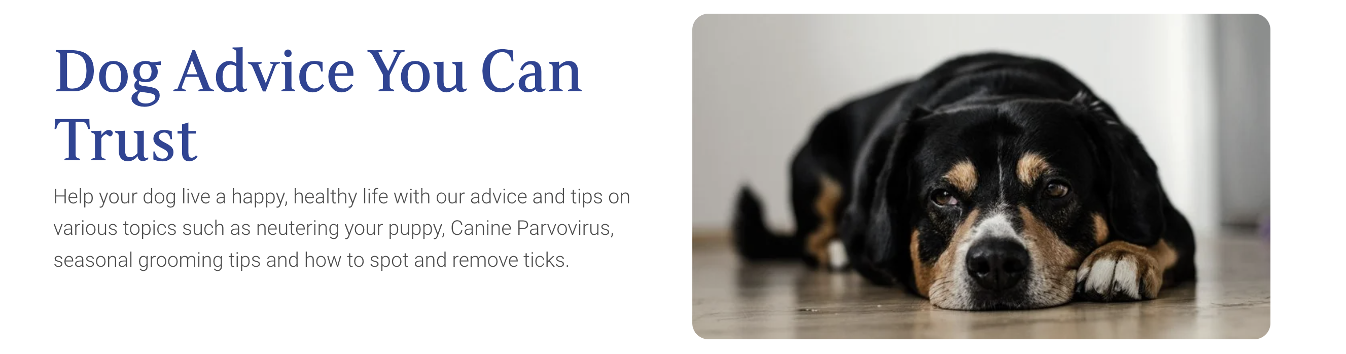 Medivet