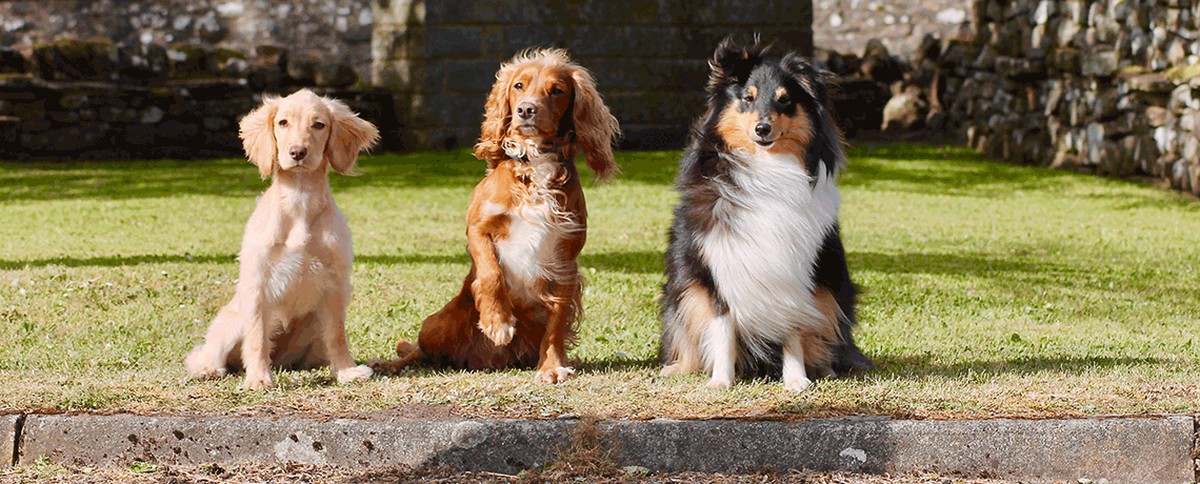 Bainbridge Vets Ltd - Askrigg