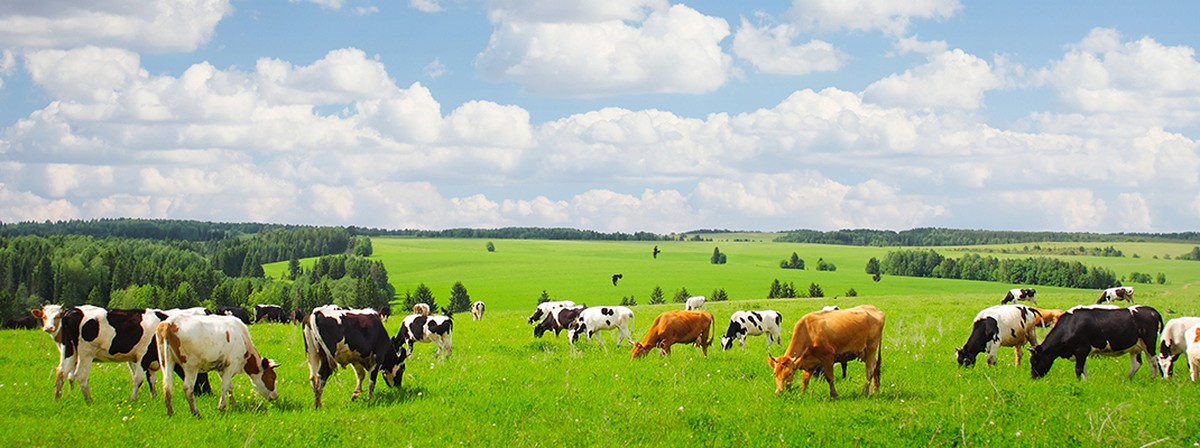 Farm Gate Veterinary Services