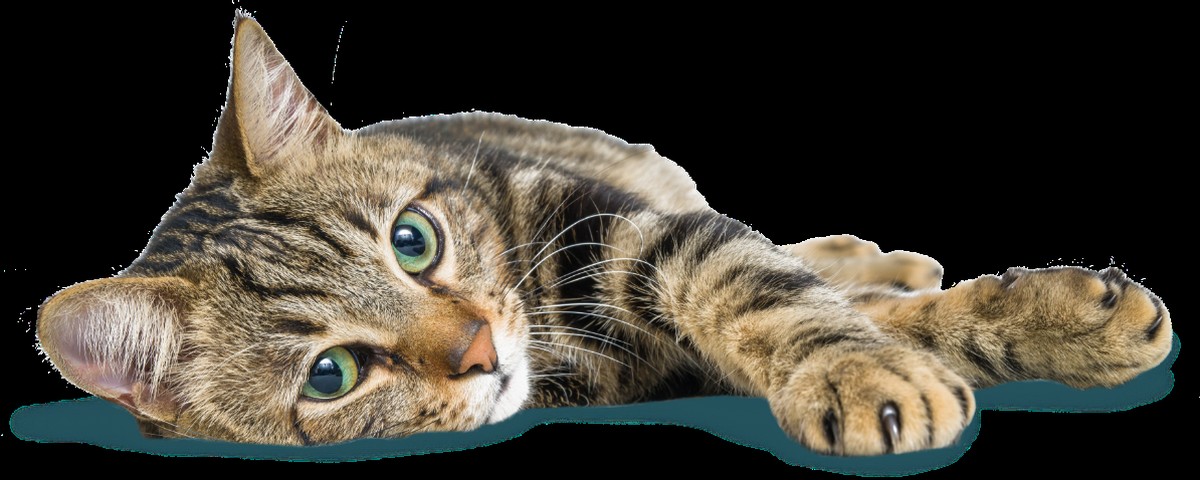 Cedar Vets Alresford