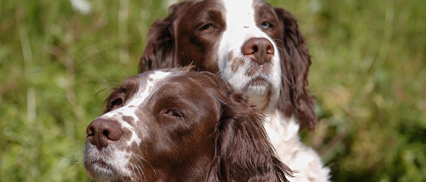 White Lodge Veterinary Clinic Ltd