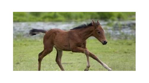 Devon Equine Vets Ltd