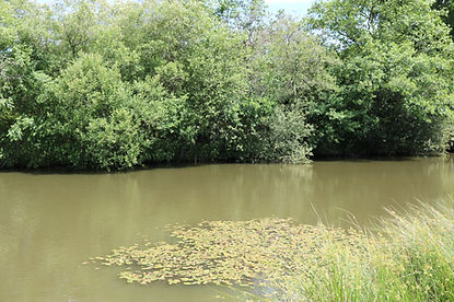 Horam Manor Fishery
