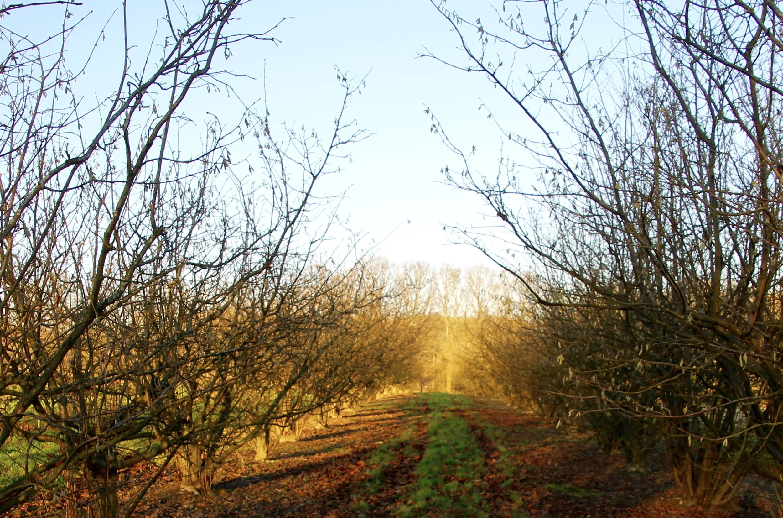 Oast Farm Coarse Fishing