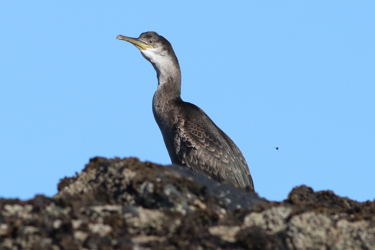 Thousand Islands Expeditions photo