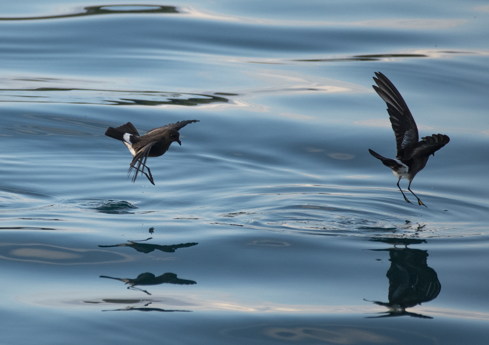 Falcon Boats photo