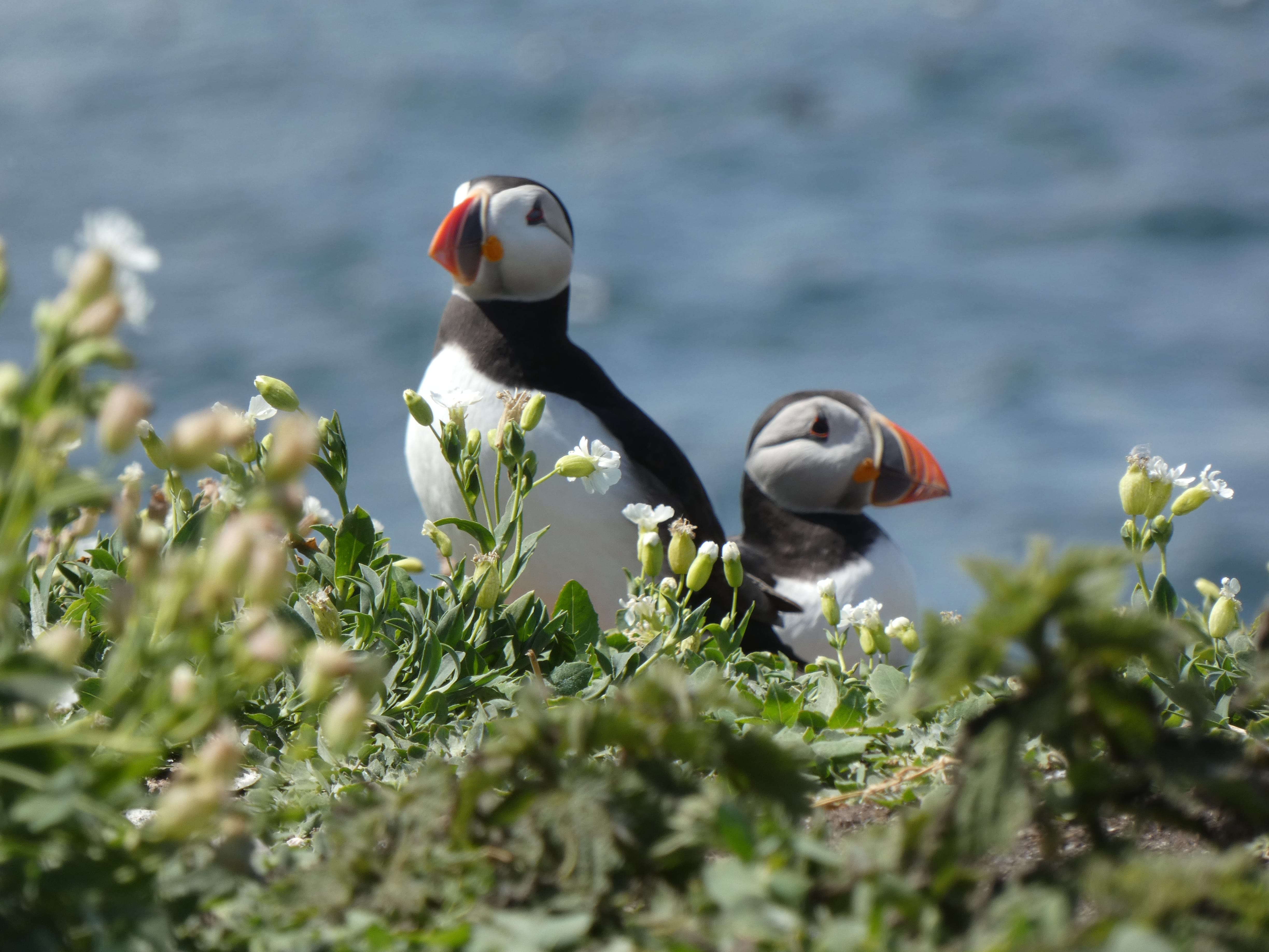 Billy Shiel's Farne Islands photo