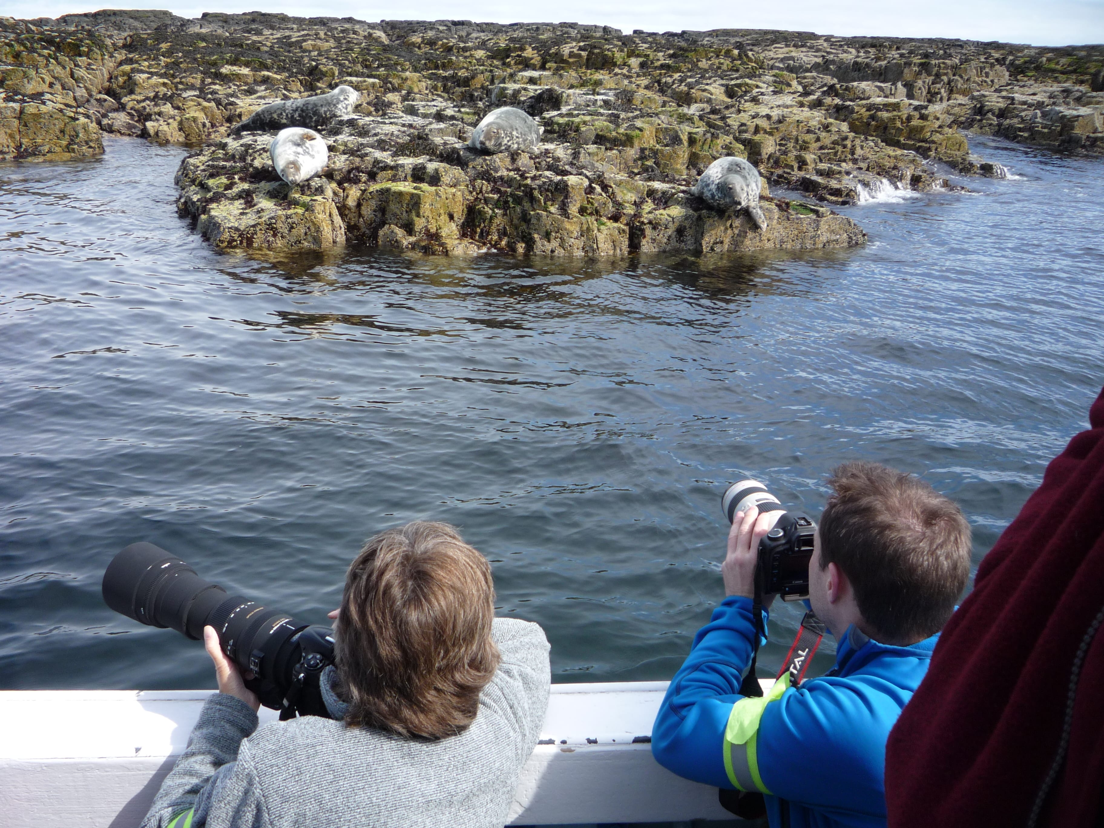 Billy Shiel's Farne Islands photo