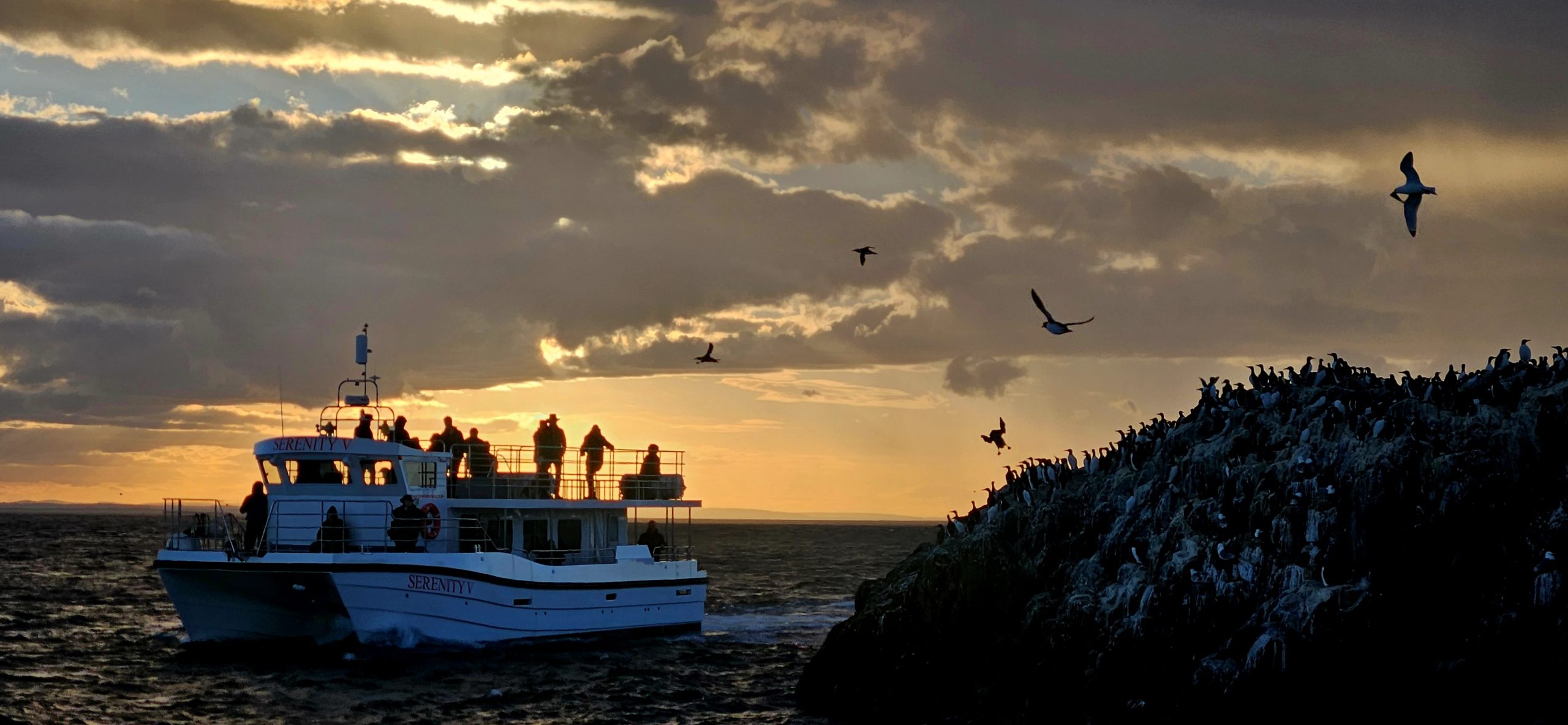 Serenity Farne Island Tours photo