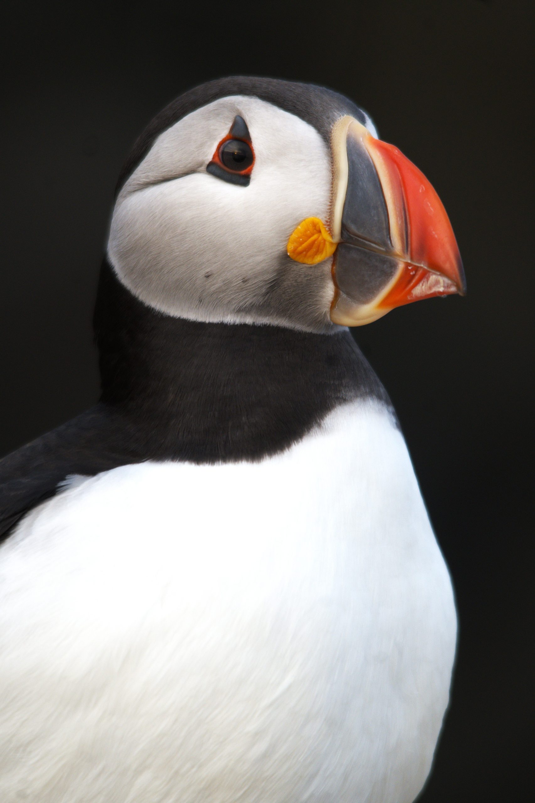 Serenity Farne Island Tours photo