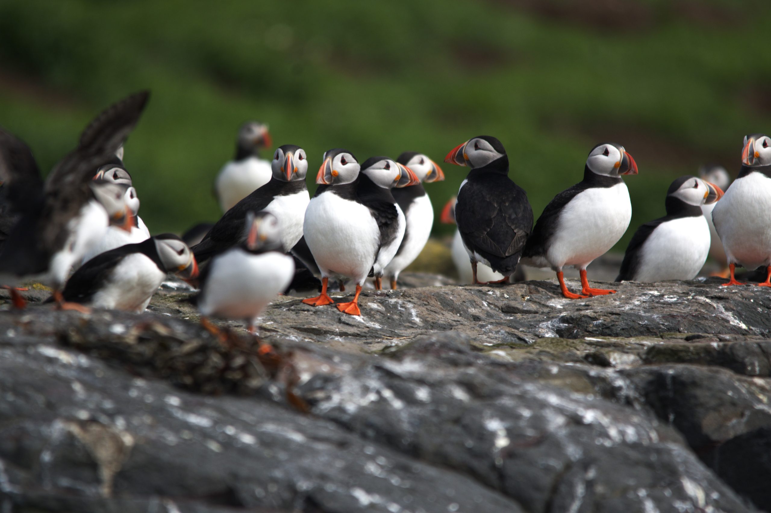 Serenity Farne Island Tours photo