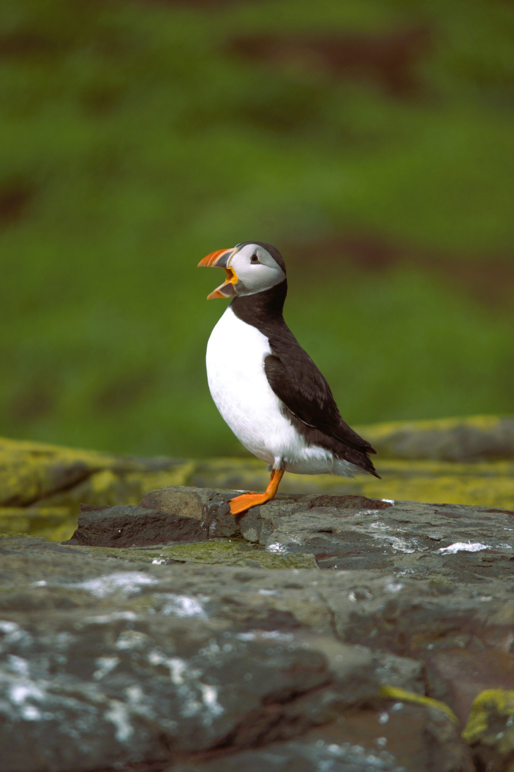 Serenity Farne Island Tours photo