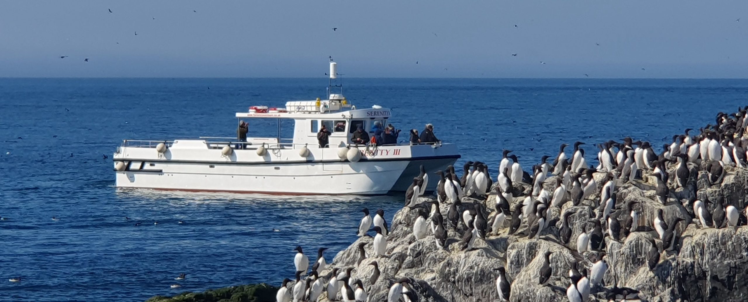 Serenity Farne Island Tours photo