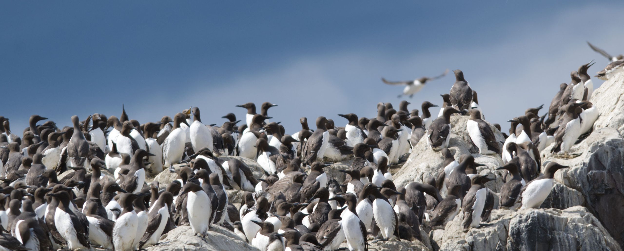 Serenity Farne Island Tours photo