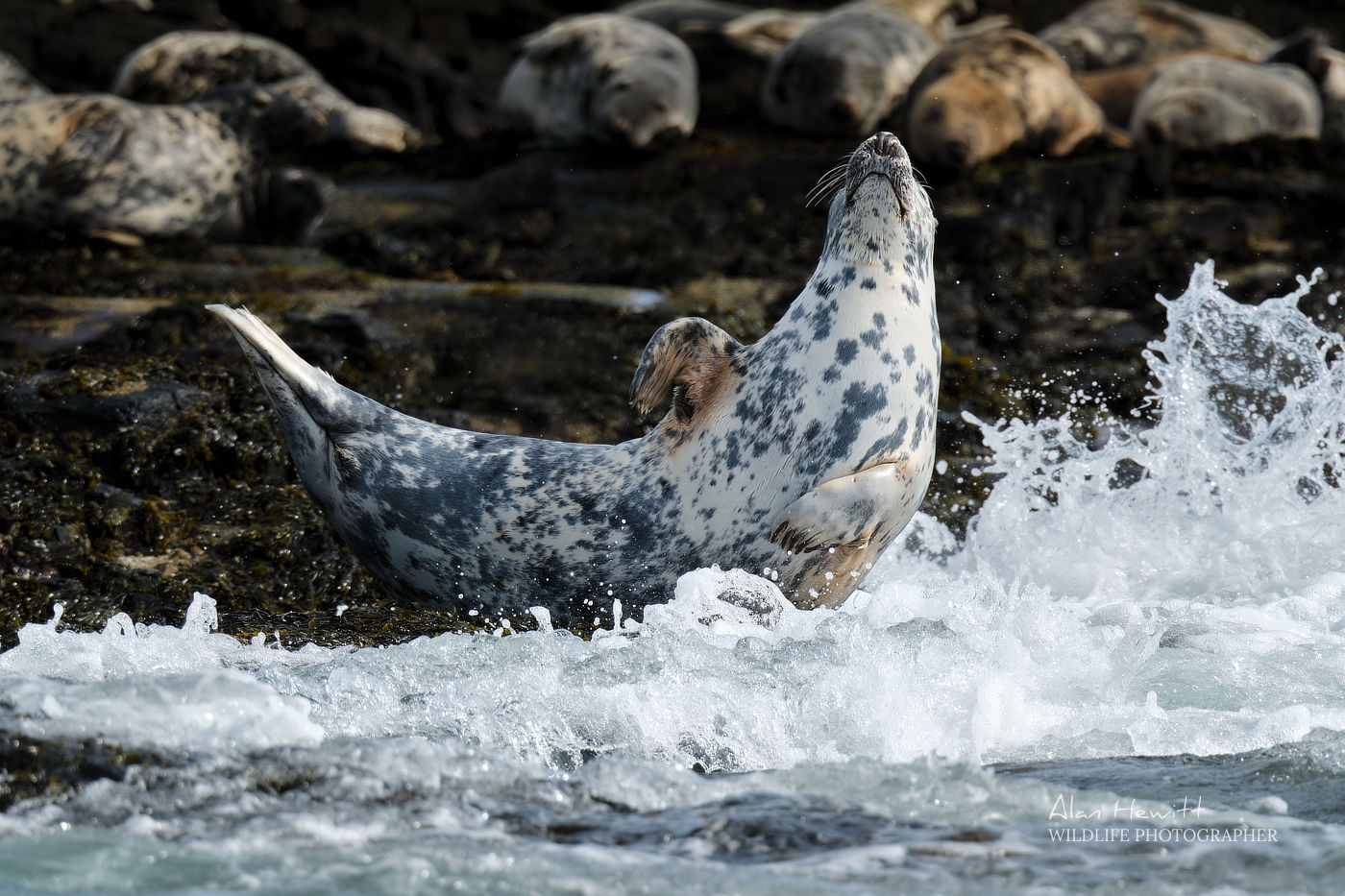 Serenity Farne Island Tours photo