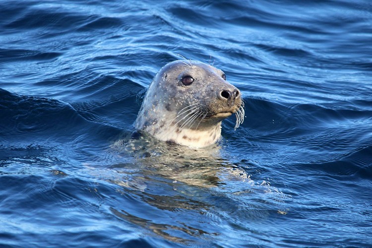 Whitby Coastal Cruises photo
