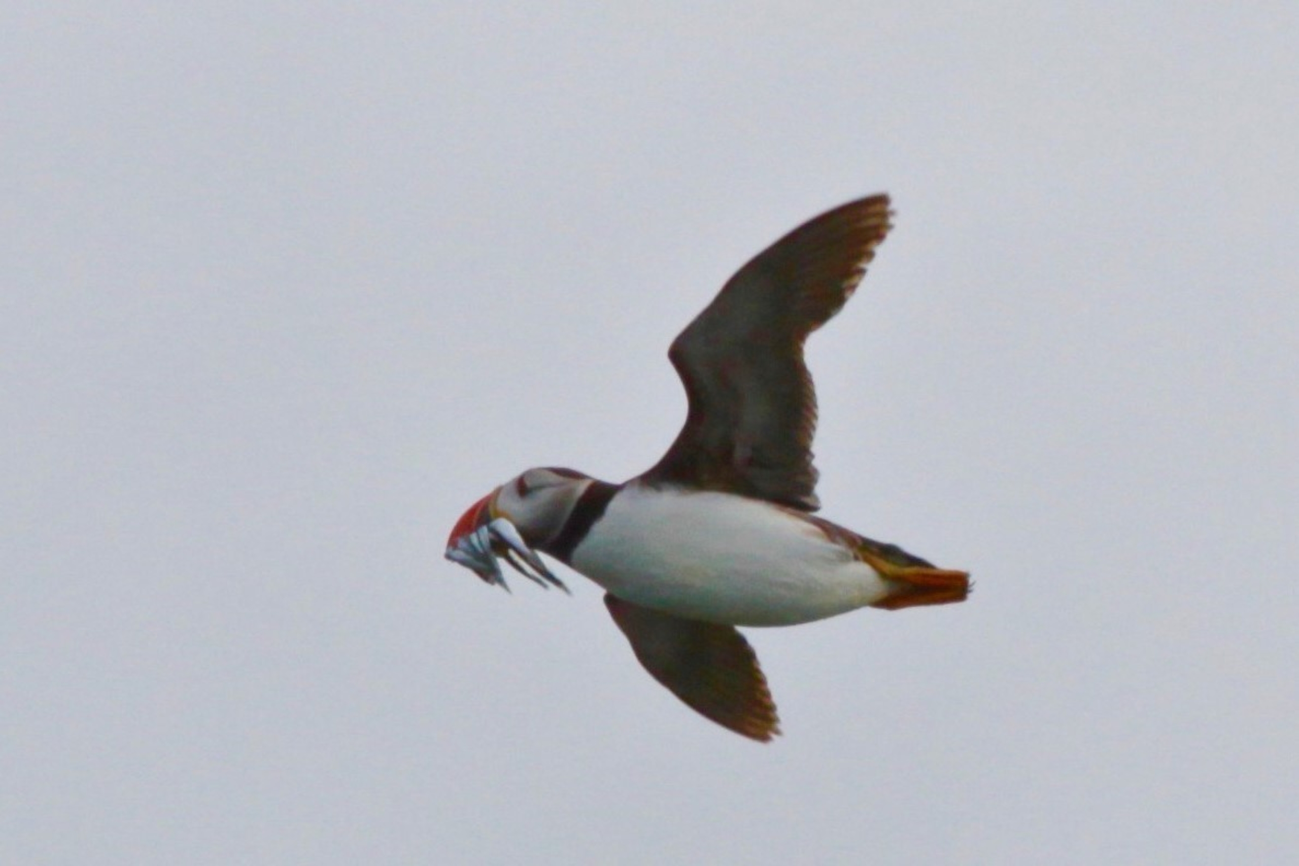 RibRide Adventure Boat Tours photo