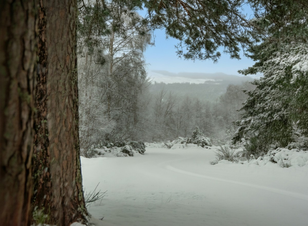 Clearfield photo