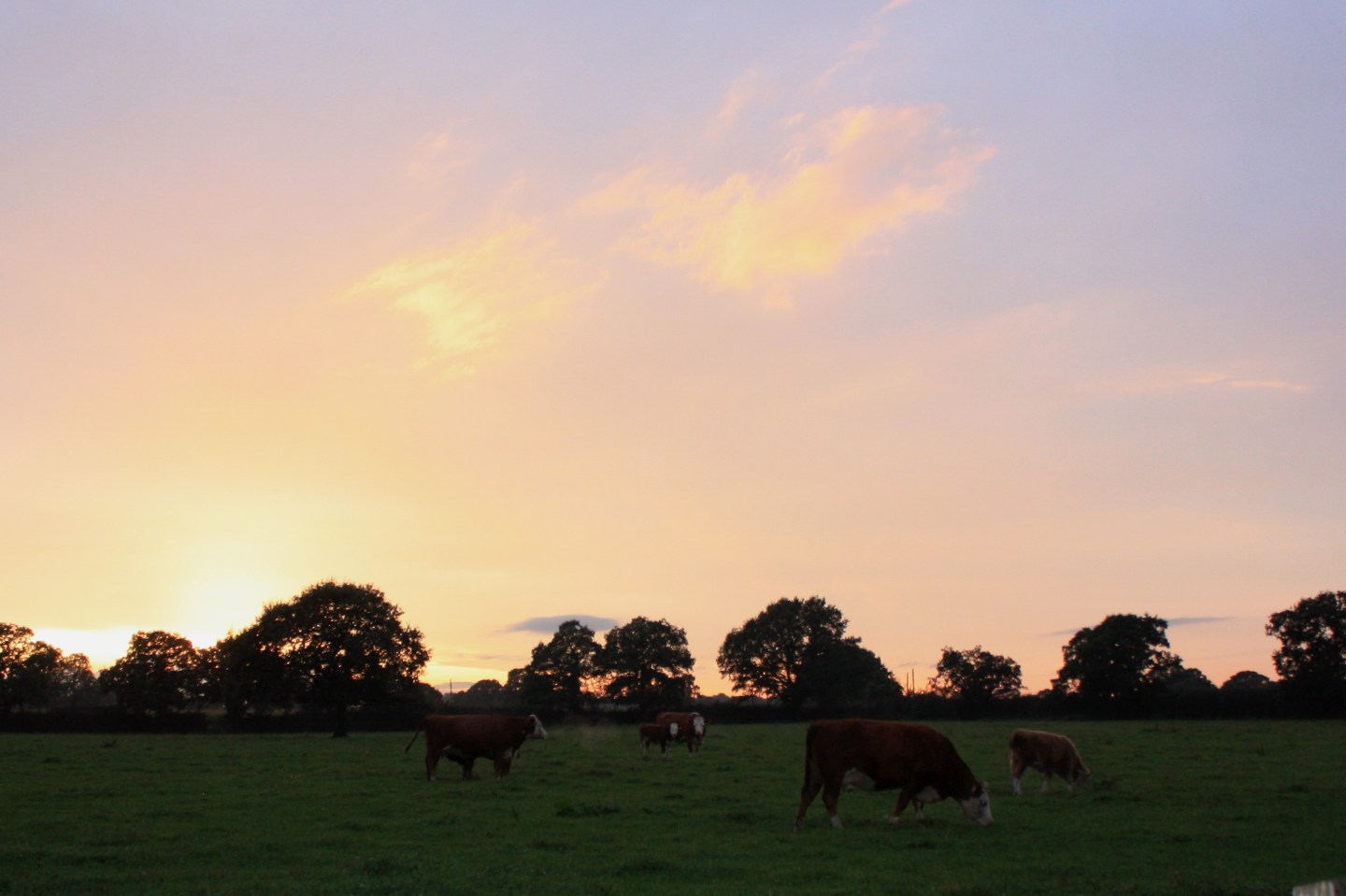 Broomhill Farm Camping & Caravanning photo