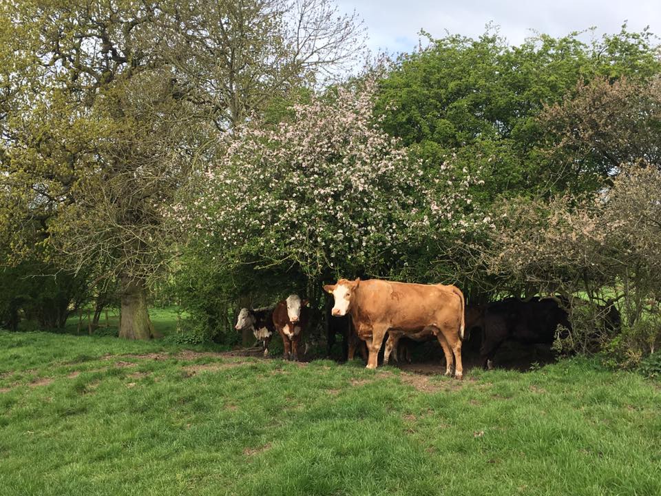 Broomhill Farm Camping & Caravanning photo