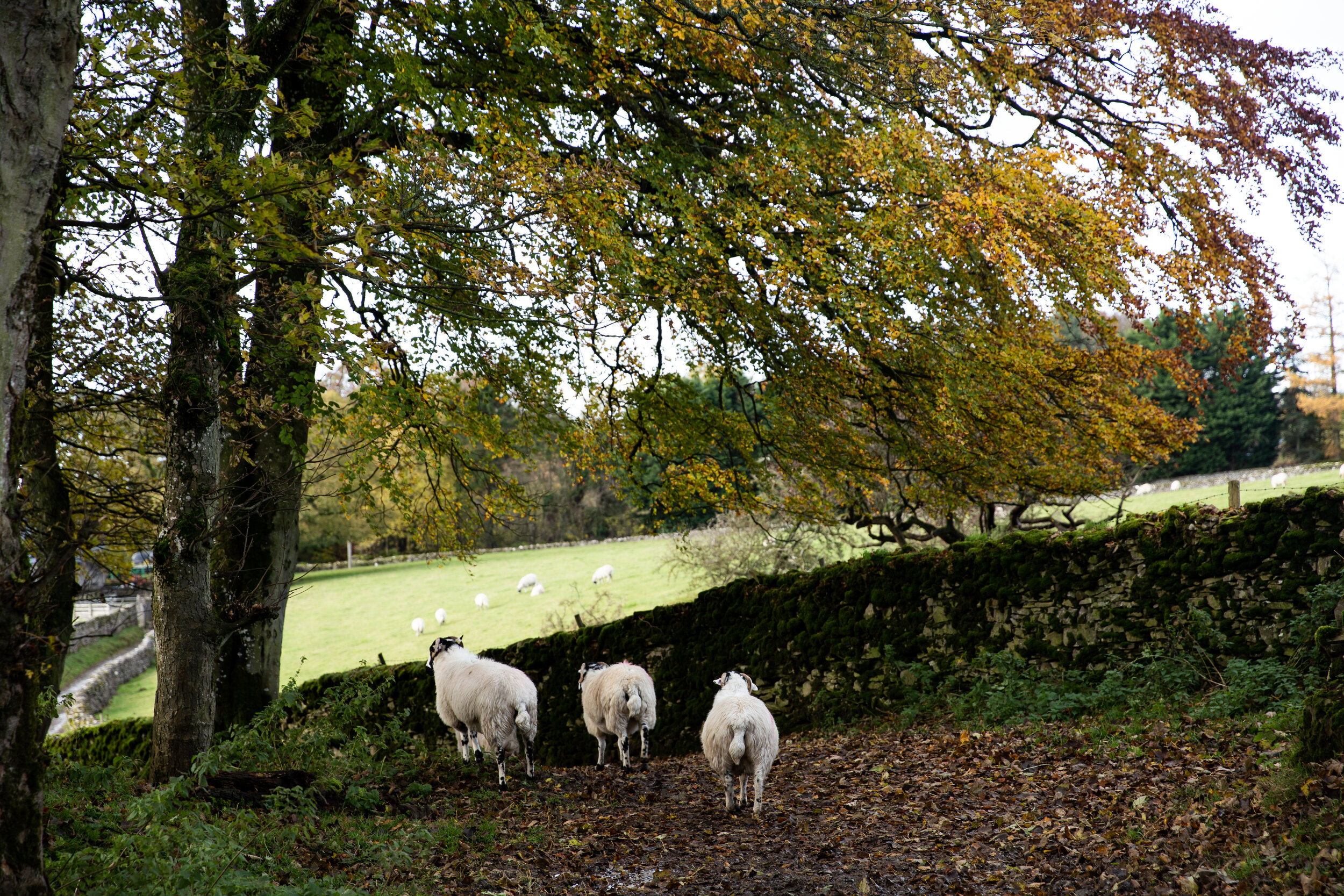 Brownber Hall Country House photo