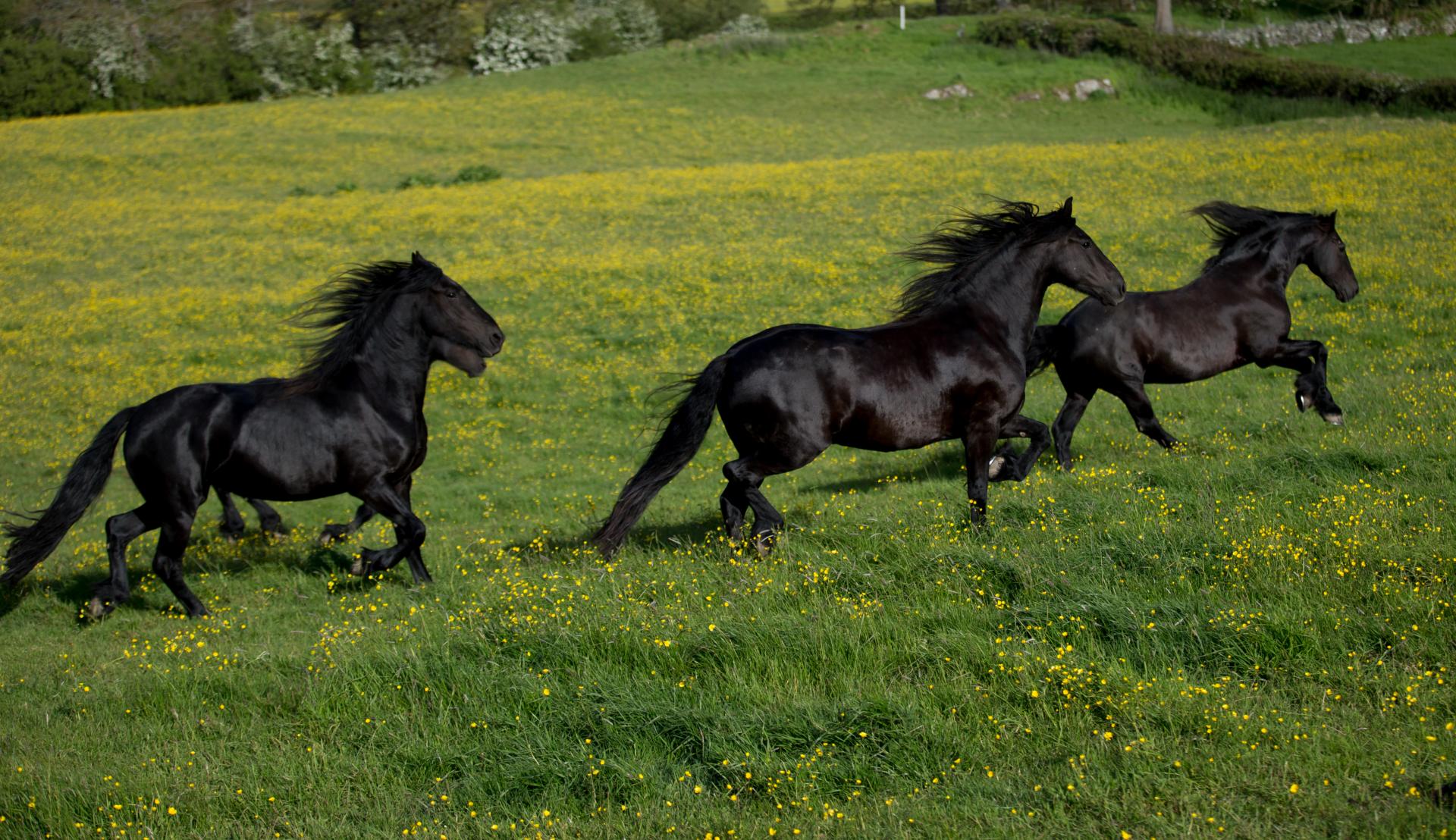 Greenbank Farm photo