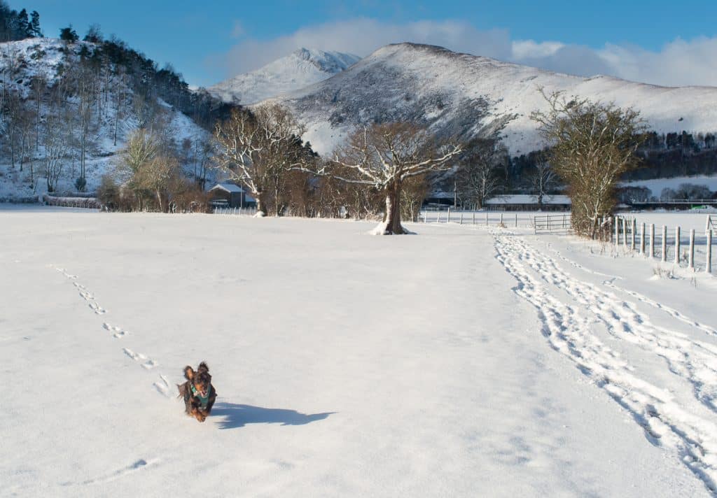 The Mount photo
