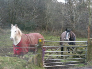 Bleng Barn Cottage photo