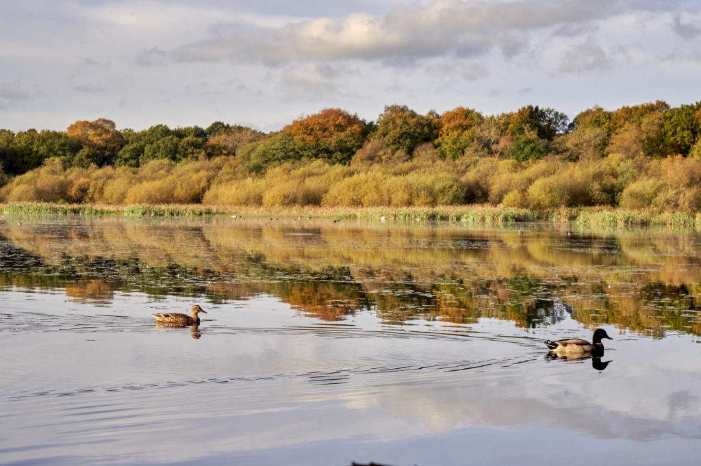 The Tranquil Otter photo