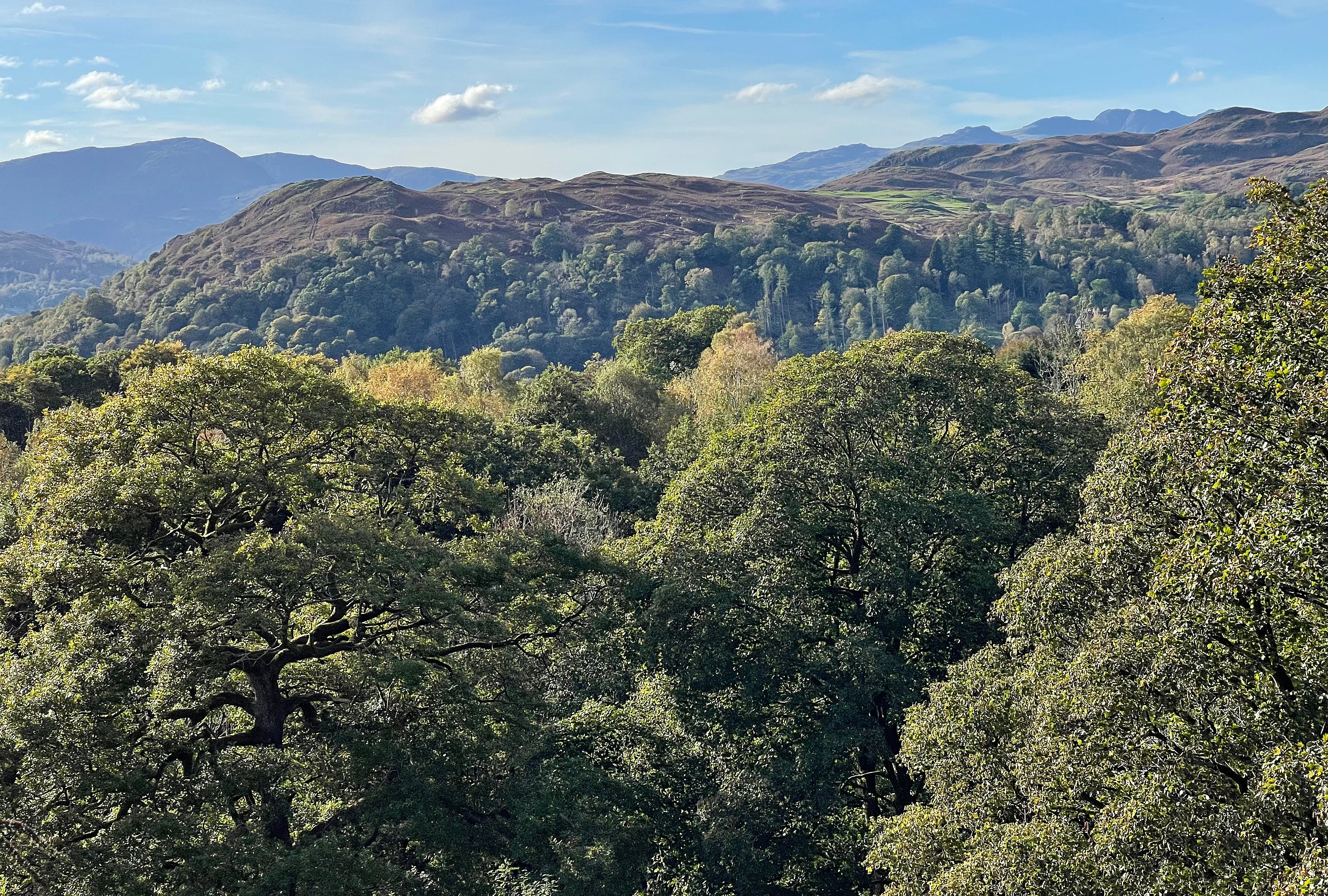 Ambleside Sheepskins photo