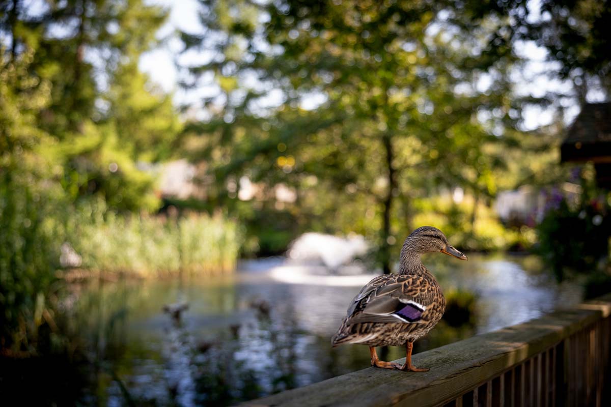 Black Beck Holiday Park photo