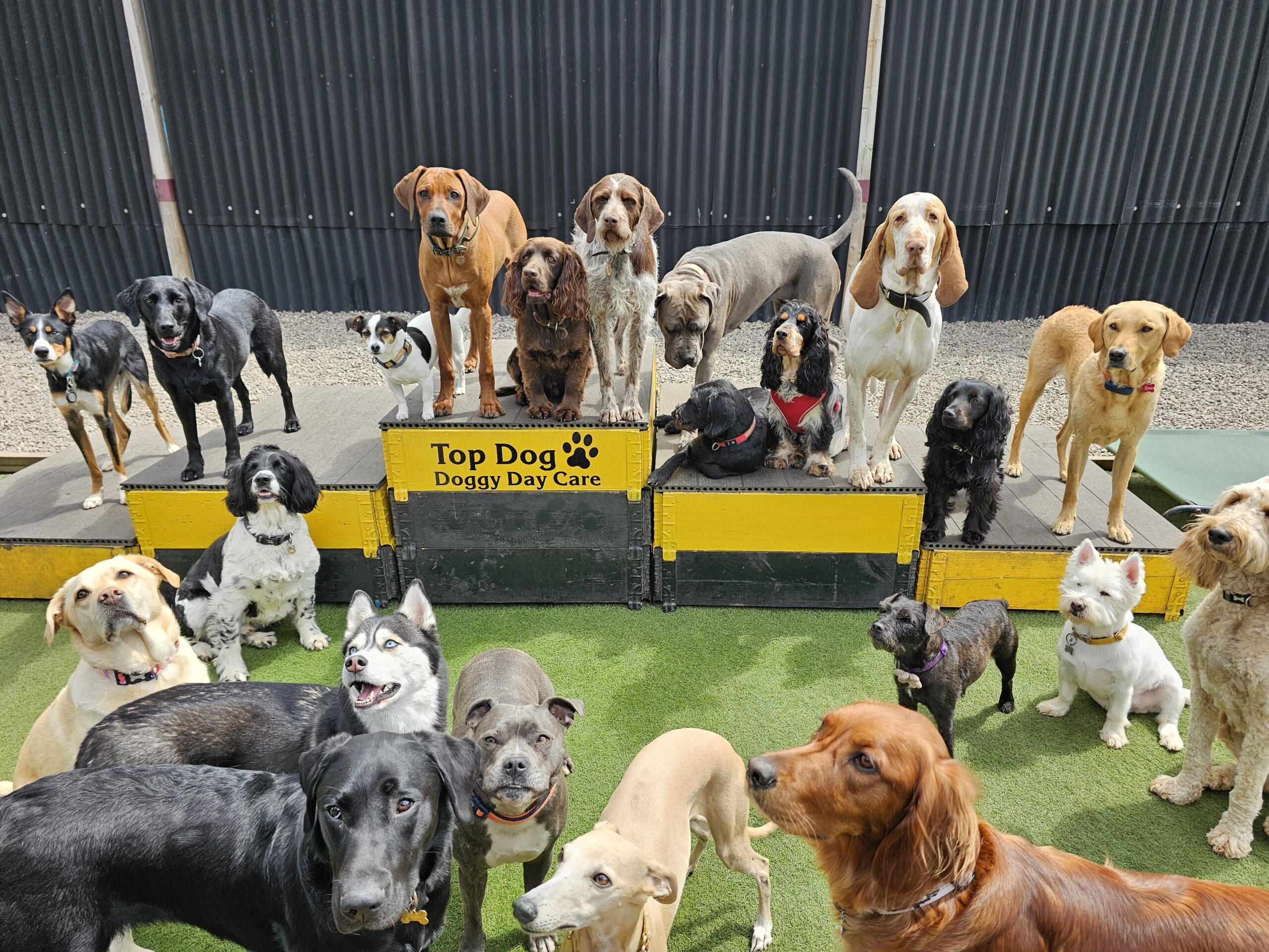 Top Dog Doggy Day Care photo