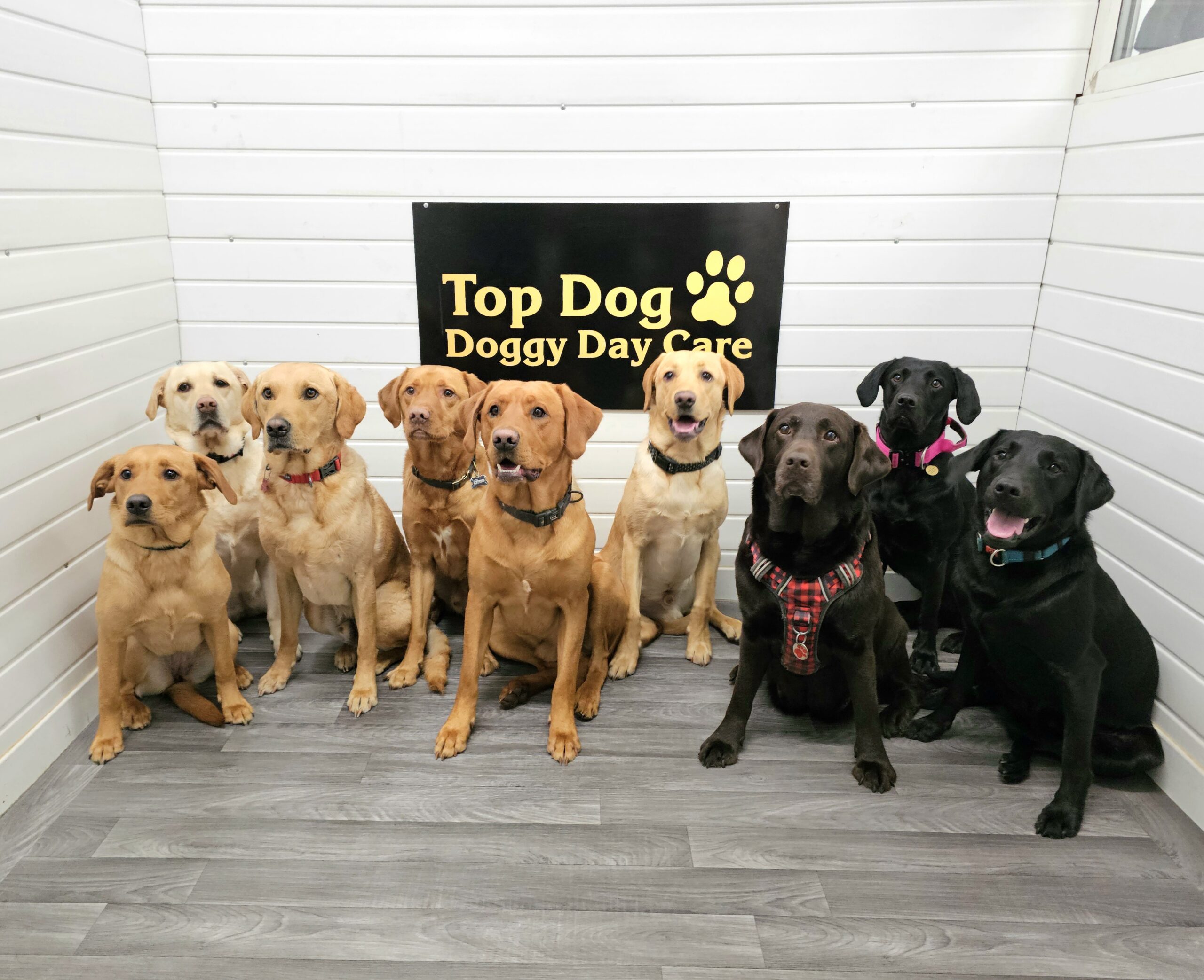 Top Dog Doggy Day Care photo