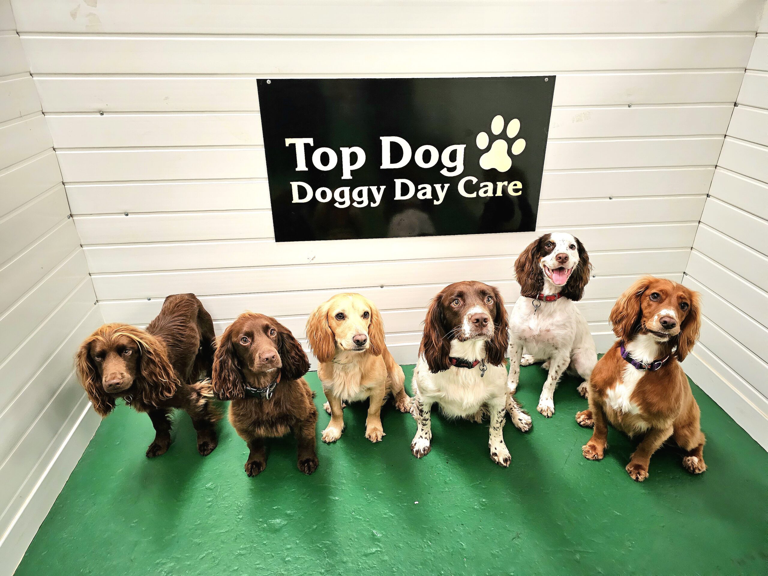 Top Dog Doggy Day Care photo