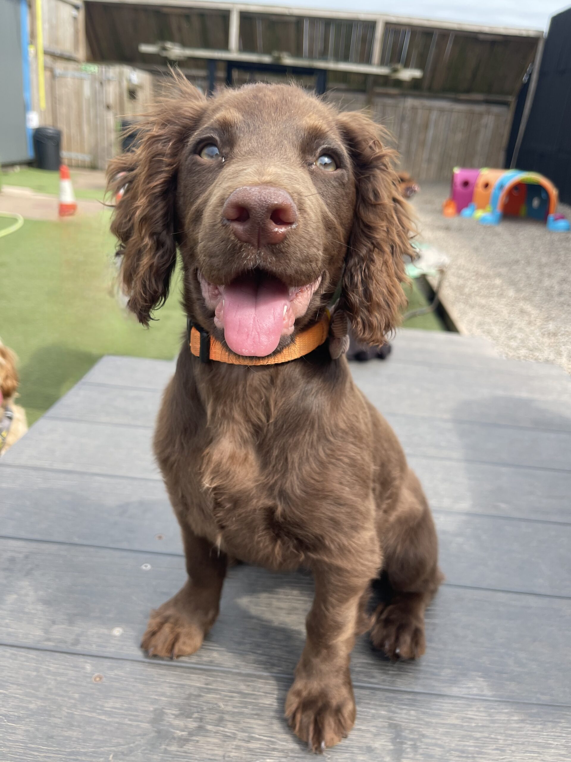 Top Dog Doggy Day Care photo