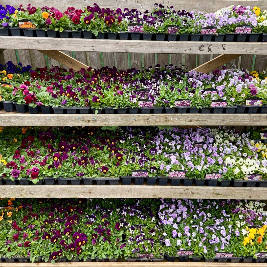 Keelham farm shop Skipton photo