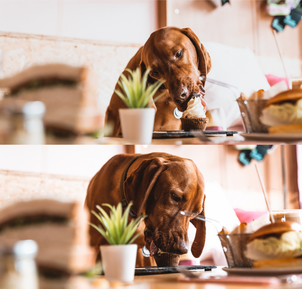 Kibble Bakery Coffee House + Dog Grooming photo