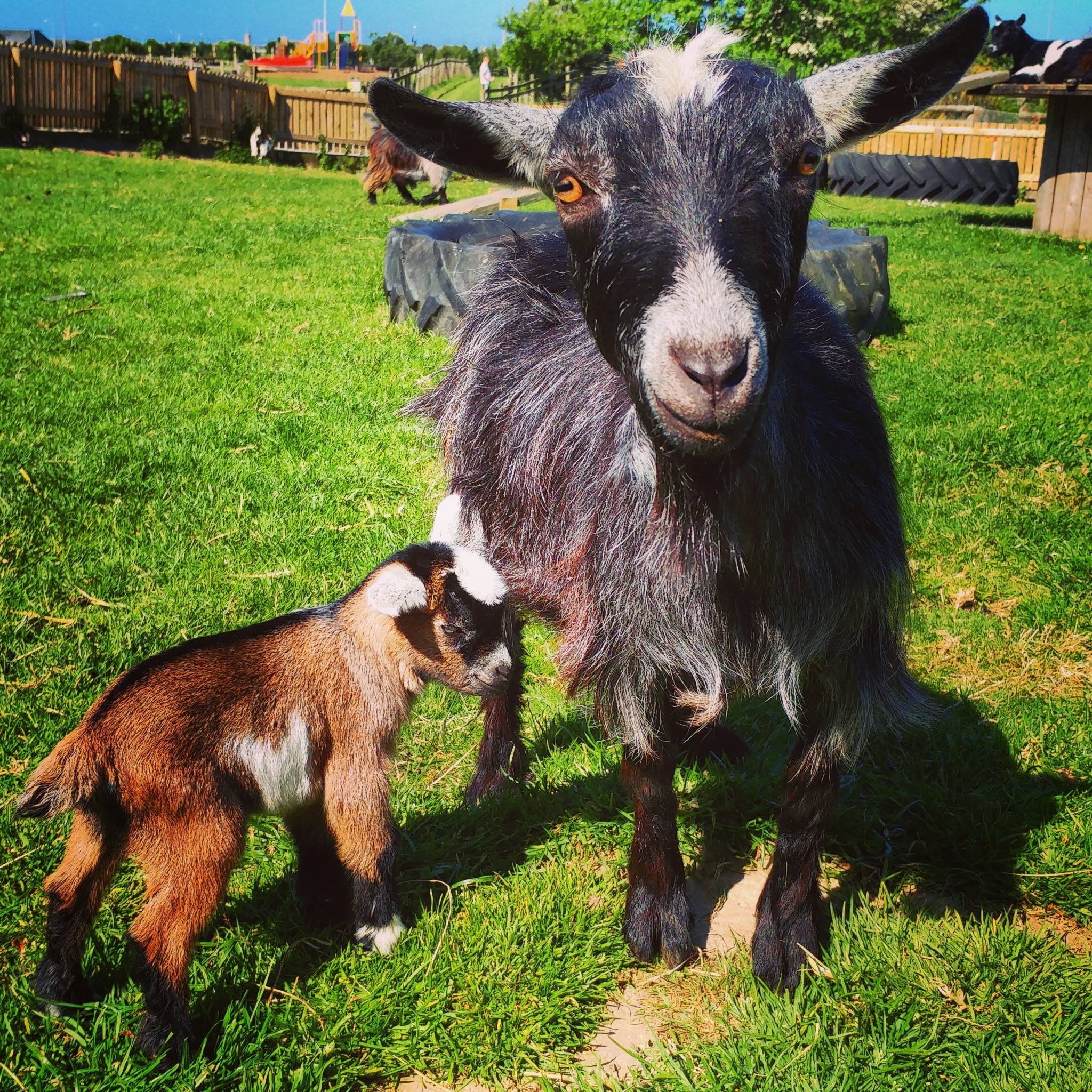 Farmer Parrs Animal World, Fleetwood, photo
