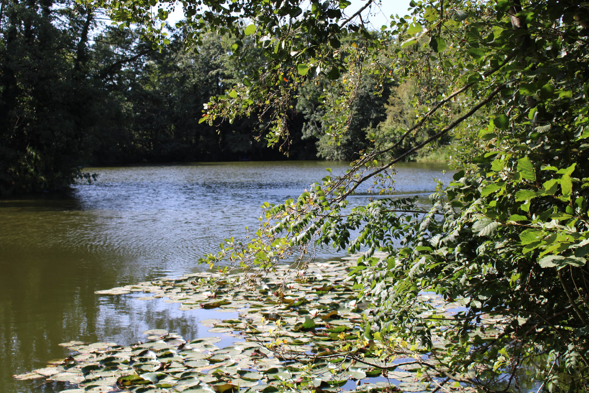 Shallowbrook Fishing Lakes photo
